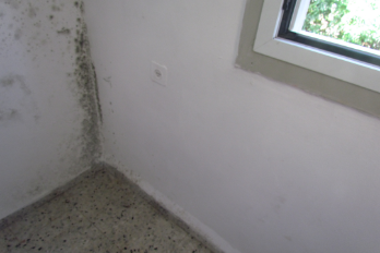 Mould Allergy