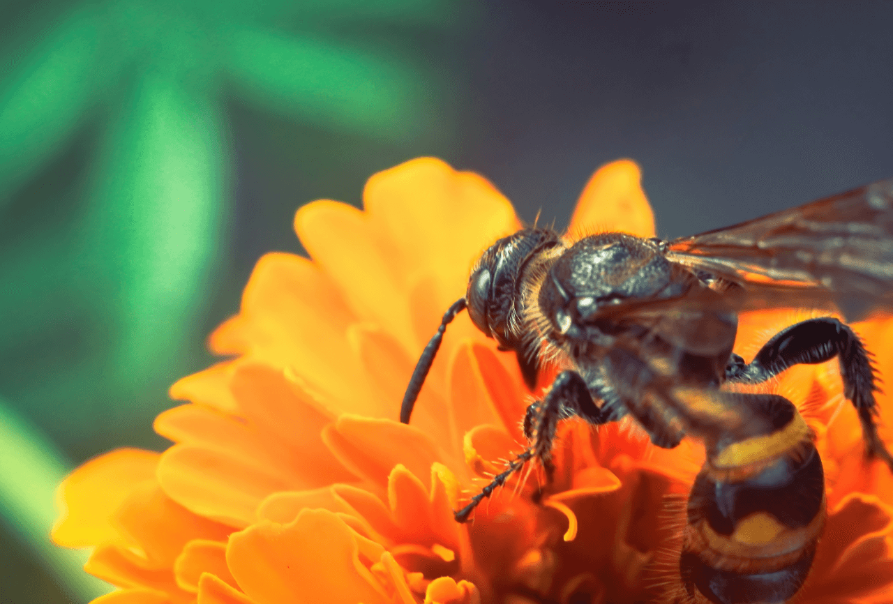 Bee and wasp allergy