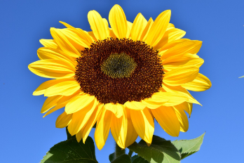 Pollen Allergy - AFSA