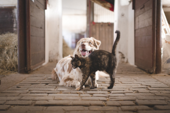 Pet Allergy