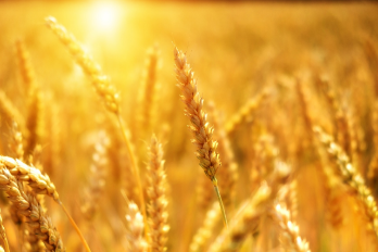 Wheat Allergy