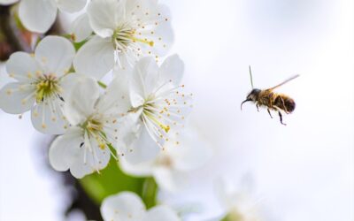 Allergy sufferers – know your pollen counts