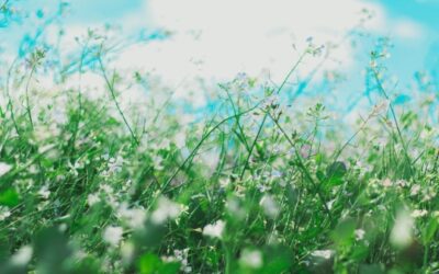 Can food products be ‘hypoallergenic’, or claim to be ‘allergen-free’?