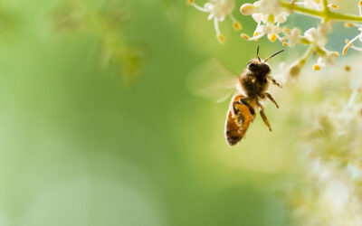 Bee Venom Allergy – Coping in Schools