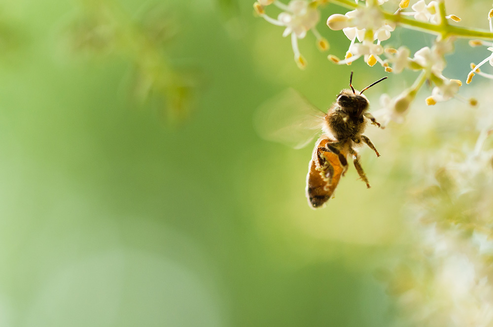 Bee Venom Allergy – Coping in Schools