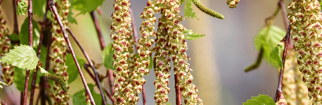 World Allergy Week 2023