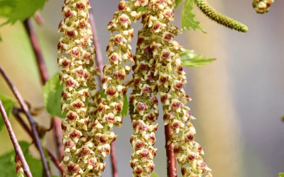 World Allergy Week 2023:  The Link Between Climate Change & Worsening Allergies