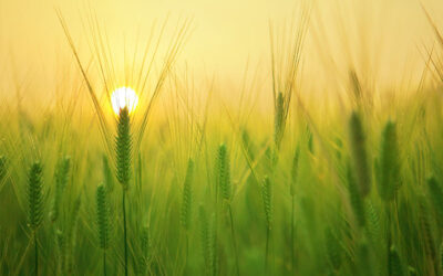 Grass Pollen Allergy