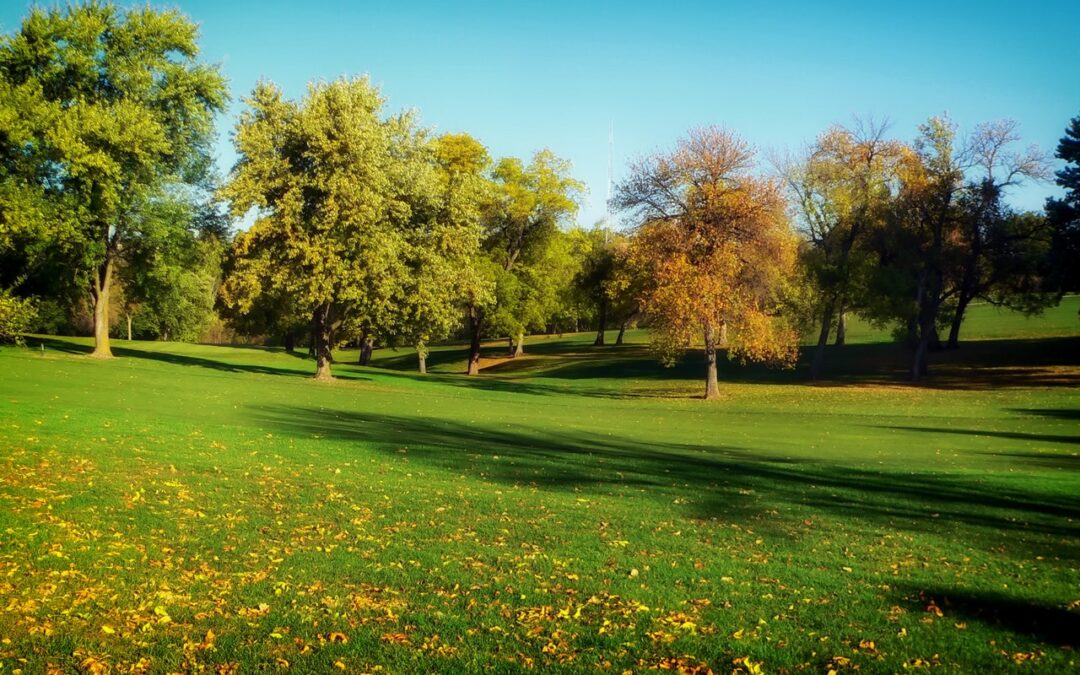 Tree Pollen and Allergy